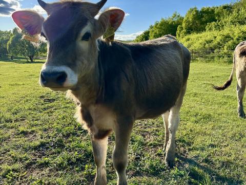 Kárpáti borzderes üszők eladók Kárpáti borzderes üszők eladók