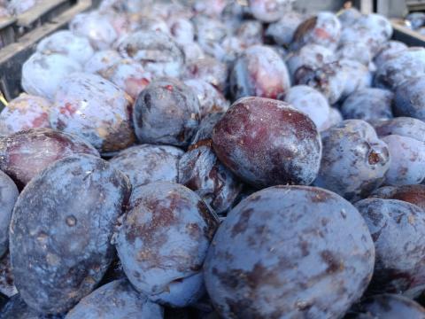 Szilva cefrének Szilva cefrének