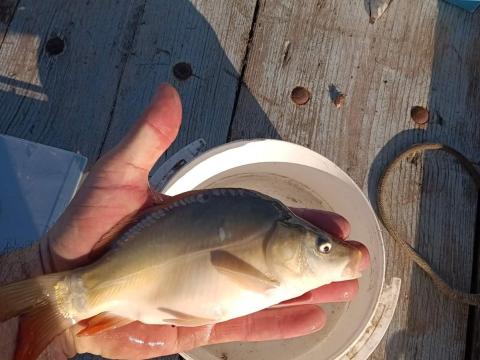 Egynyaras ponty eladó Egynyaras ponty eladó