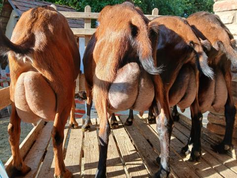 Alpesi kecske állomány eladó Alpesi kecske állomány eladó