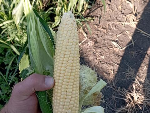 Csemegekukorica Csemegekukorica