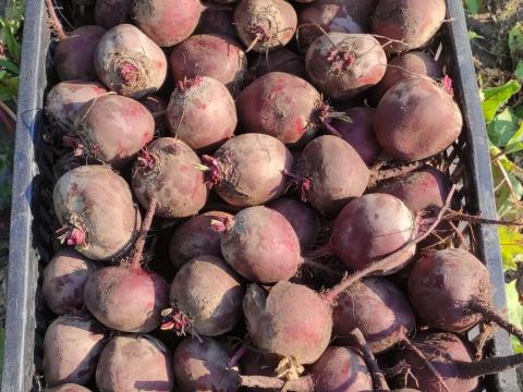 Eladó apró gömbölyű és henger cékla Eladó apró gömbölyű és henger cékla