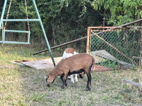 Eladó kettő kis birka Eladó kettő kis birka