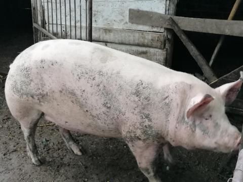 Hízó eladó Álmosdon Hízó eladó Álmosdon