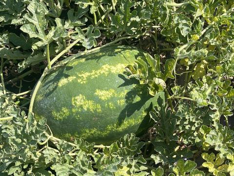 Görögdinnye termelőtől eladó Görögdinnye termelőtől eladó