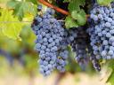 Cabernet Sauvignon szőlő eladó