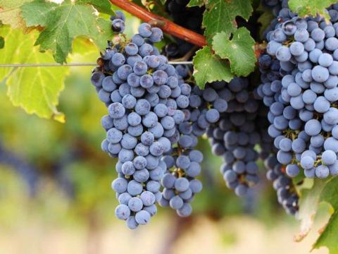 Cabernet Sauvignon szőlő eladó Cabernet Sauvignon szőlő eladó