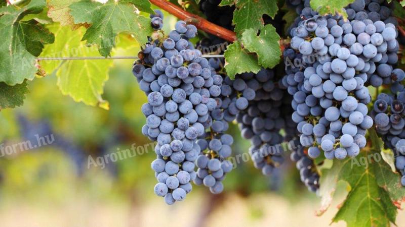 Cabernet Sauvignon szőlő eladó