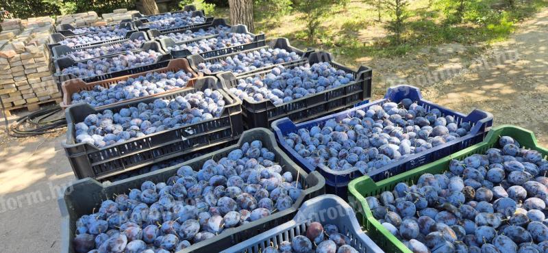 Szilva cefre eladó – kiváló minőségű Top szilva