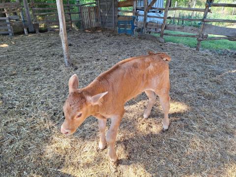 Bikaborjú eladó Bikaborjú eladó