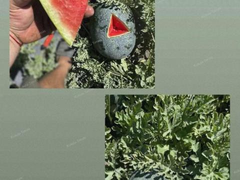 Rubin görögdinnye és nagyfóliás Centro sárgadinnye Rubin görögdinnye és nagyfóliás Centro sárgadinnye