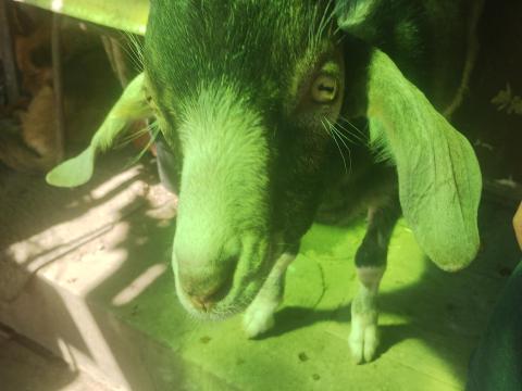 Eladó 6 hónapos bak kecskék Eladó 6 hónapos bak kecskék