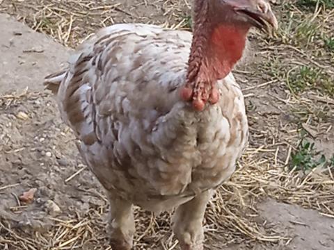 Pulyka kakasok Pulyka kakasok