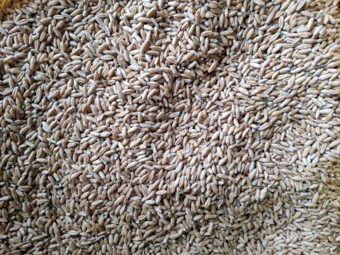 Trikitálé Trikitálé