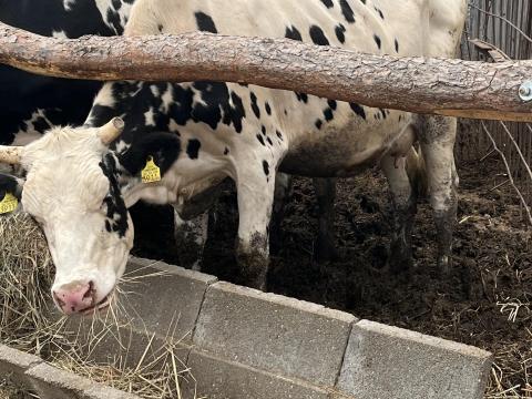 Eladó szarvasmarha Eladó szarvasmarha