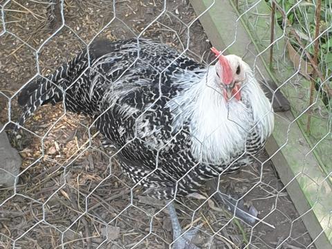 Ezüst brakel kakas Ezüst brakel kakas