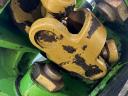 DEUTZ-FAHR KH 3.64 Hydro-Super rendterítő