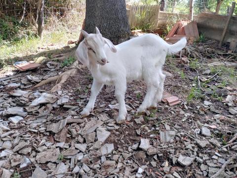 Kiskecskék Kiskecskék