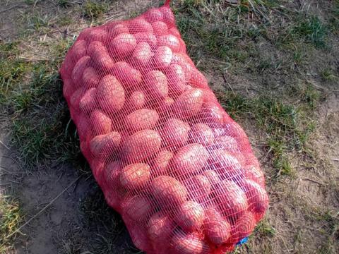 Balatoni rózsa burgonya eladó Kecskeméten közvetlenül a termelőtől Balatoni rózsa burgonya eladó Kecskeméten közvetlenül a termelőtől