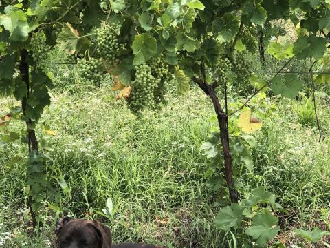 Irsai szőlőtermés eladó Irsai szőlőtermés eladó