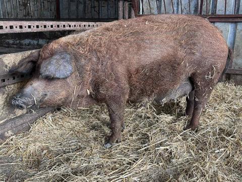 Eladó mangalica koca malacaival Eladó mangalica koca malacaival