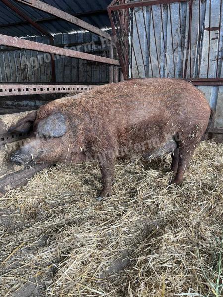 Eladó mangalica koca malacaival