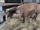 Eladó mangalica koca malacaival
