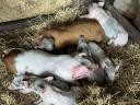Eladó mangalica koca malacaival