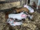 Eladó mangalica koca malacaival