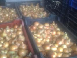 Vöröshagyma eladó nagy mennyiségben családi gazdaságból