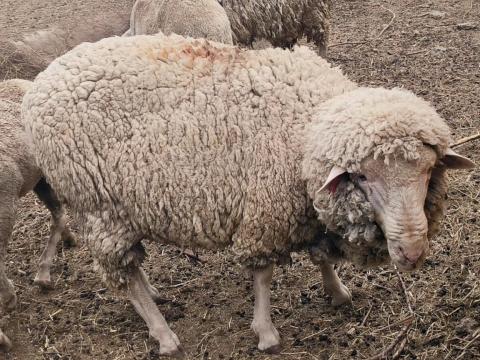 Törzskönyves kos Törzskönyves kos