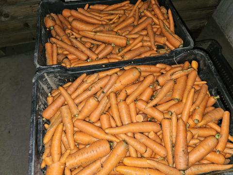 Takarmány sárgarépa eladó Takarmány sárgarépa eladó