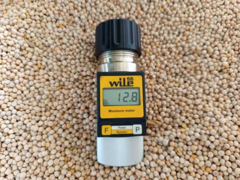 Első osztályú takarmányborsó eladó Első osztályú takarmányborsó eladó