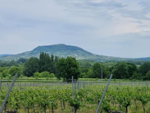 Pince eladó Balaton közelében, panorámás telekkel Pince eladó Balaton közelében, panorámás telekkel