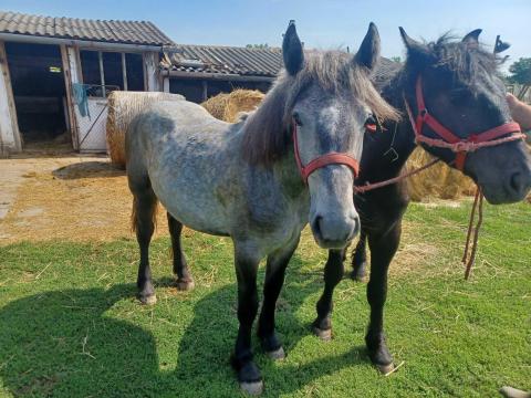 Hidegvérű kanca csődör csikó Hidegvérű kanca csődör csikó