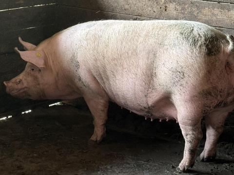 Előhasú kocák eladók Előhasú kocák eladók