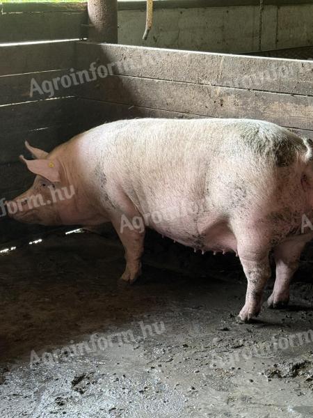 Előhasú kocák eladók