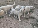 Kuvasz fajtajellegű kiskutyák