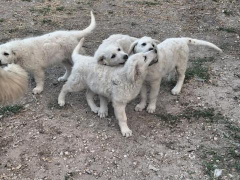 Kuvasz fajtajellegű kiskutyák Kuvasz fajtajellegű kiskutyák