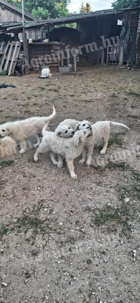 Kuvasz fajtajellegű kiskutyák