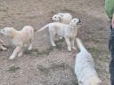 Kuvasz fajtajellegű kiskutyák