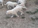 Kuvasz fajtajellegű kiskutyák
