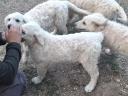 Kuvasz fajtajellegű kiskutyák