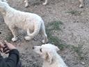 Kuvasz fajtajellegű kiskutyák