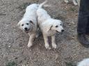 Kuvasz fajtajellegű kiskutyák