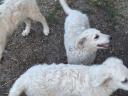 Kuvasz fajtajellegű kiskutyák