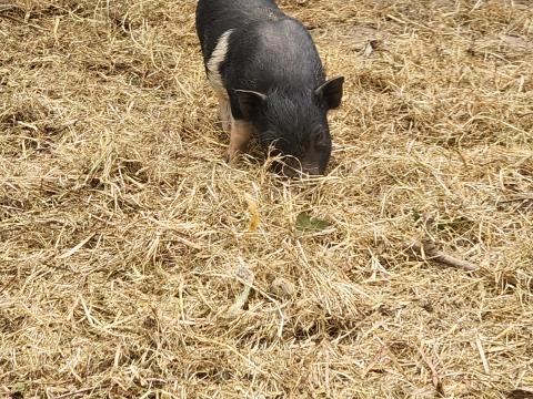 Csüngőhasú malac Csüngőhasú malac