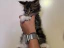 Nőstény Maine Coon kölykök