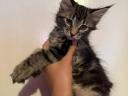 Nőstény Maine Coon kölykök