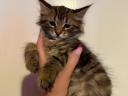 Nőstény Maine Coon kölykök
